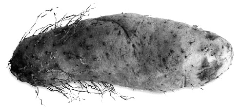 lesser-yam.jpg
