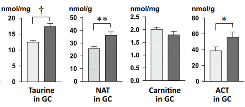 Taurine's mechanism of action revealed