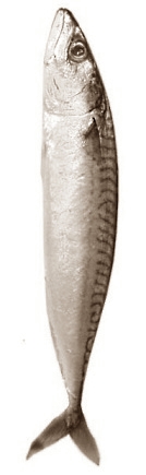 tonijn.jpg