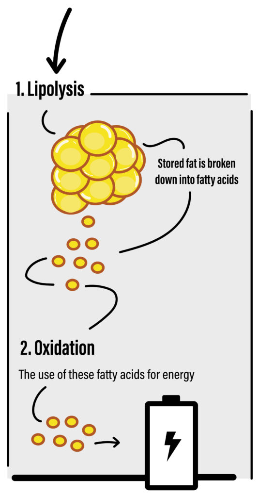 lipolysis-1-535x1024.jpg