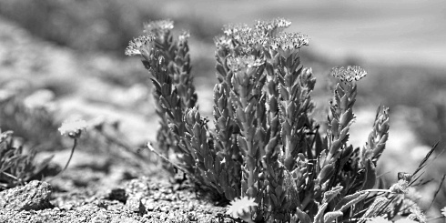 rhodiola-growing.jpg