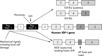 mgf-diagram.gif