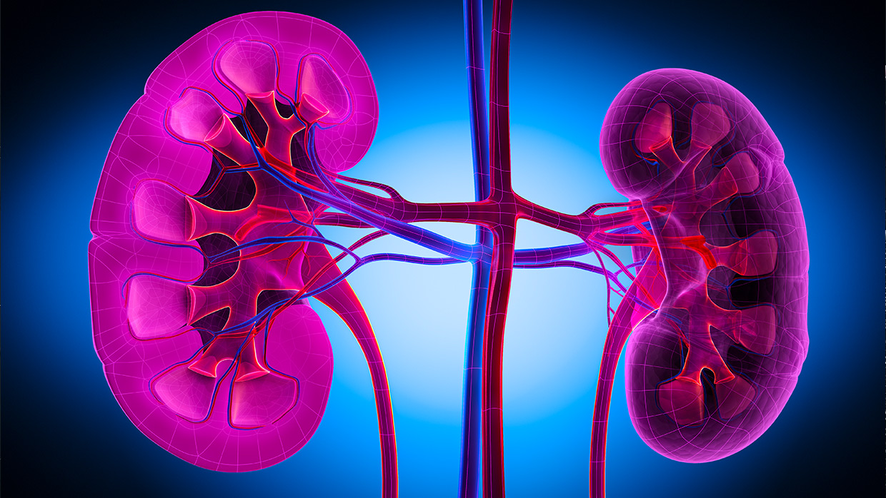 Kidneys Water Intake