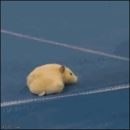 PfGHP.gif
