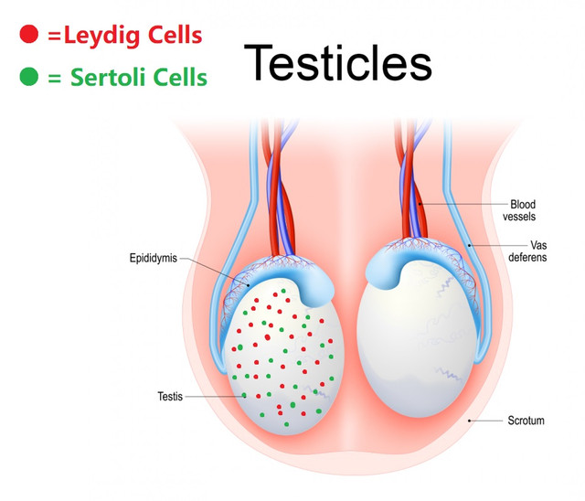 testes.png