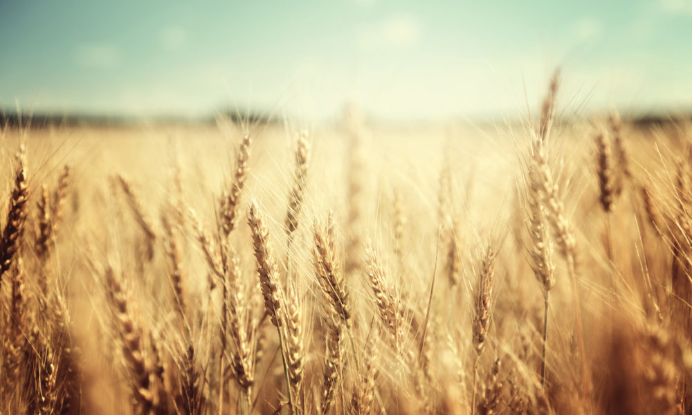 IM0616_ResearchFat_wheat_01-1000x600.jpg
