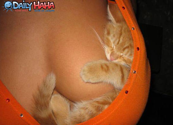 kitten_pillows.jpg
