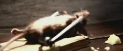 tumblr_m5k1c6dWzk1qmisk3o1_250.gif
