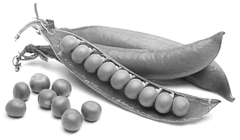 Reduction of prostate cancer risk by a few tablespoons of beans a day