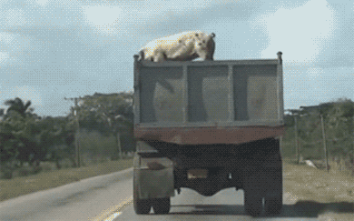 tumblr_n72hjyFfNp1s0mbfho1_400.gif