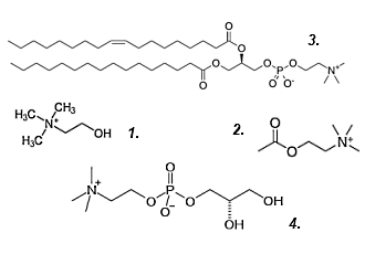 600 mg glyceryl-phosphoryl-choline = more post-training growth hormone