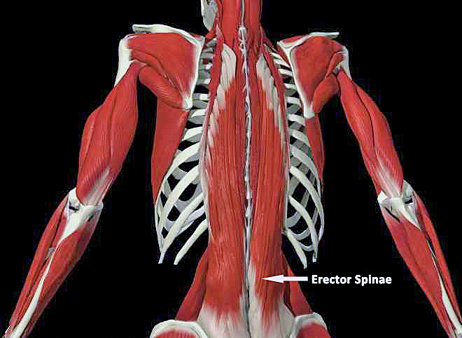 Erector Spinae. Photograph: dynorock.wordpress.com