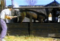 5493340l6mo.gif