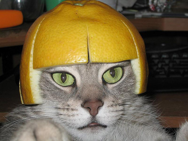 cat-helmet3.jpg