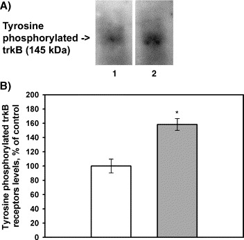 Semax, an analog of ACTH(4–10) with cognitive effects, regulates ...