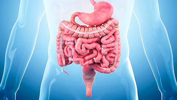 Intestines