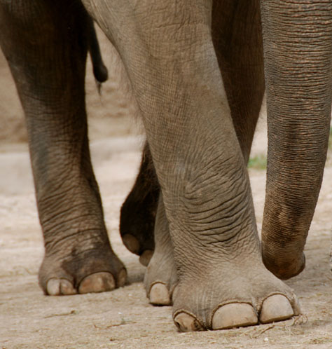 elephant-feet.jpg