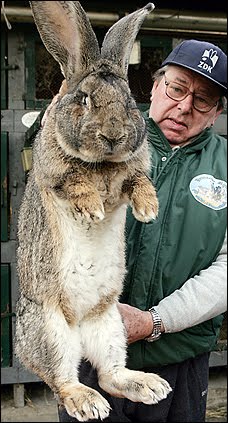 rabbit+giant.jpg