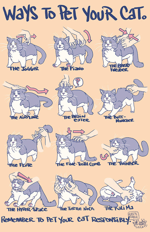 cat.jpg