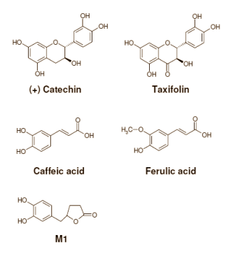pycnogenolstructures.gif
