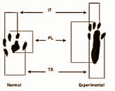 sciaticfunctionalindex.gif