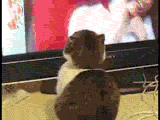 PUtzA.gif