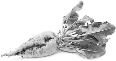 sugar-beets.jpg