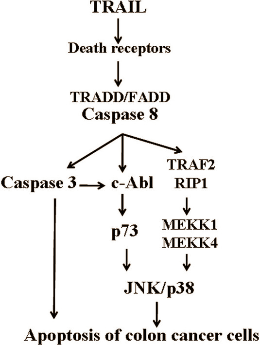 trailmechanism.gif
