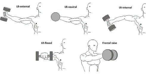 lateral-frontal-raise-muscle-groups-emg.gif