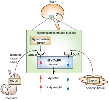 leptin-and-ghrelin-action-in-hypothalamus.jpg