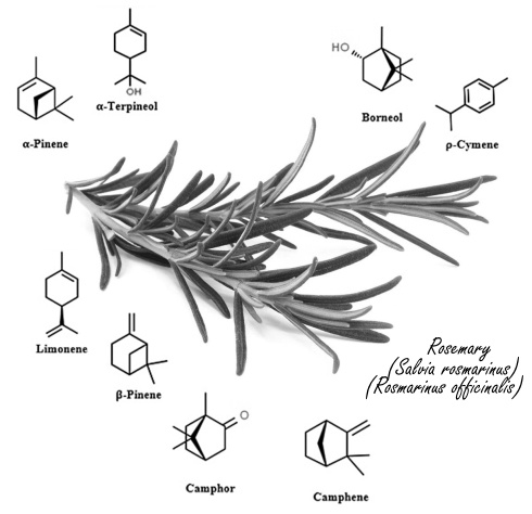 rosemary-oil-substances.jpg