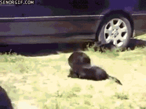naJkt.gif