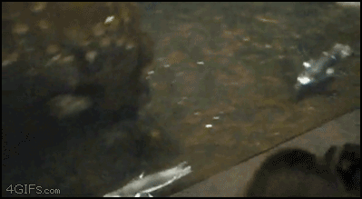 736rs.gif