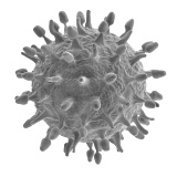 h1n1-swine-flu.jpg