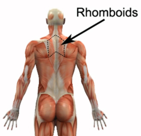 Rhomboid Muscles