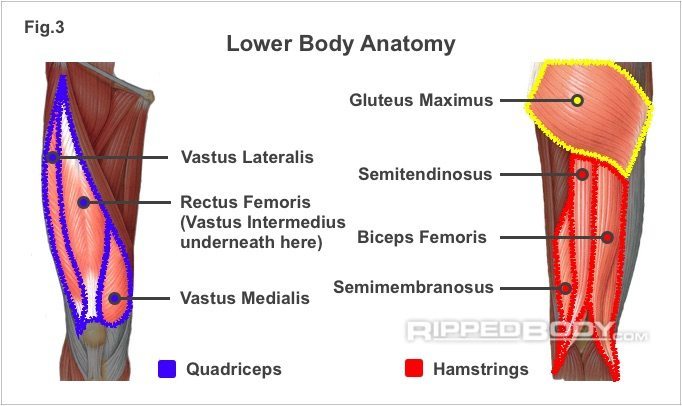 Exercise Selection Fig.3- Thigh anatomy