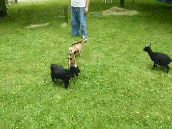 tumblr_m809jqhJca1qzmhlxo1_400.gif
