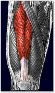 Rectus Femoris