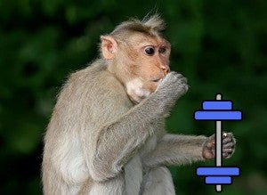 myostatin-monkey-300x219.jpg