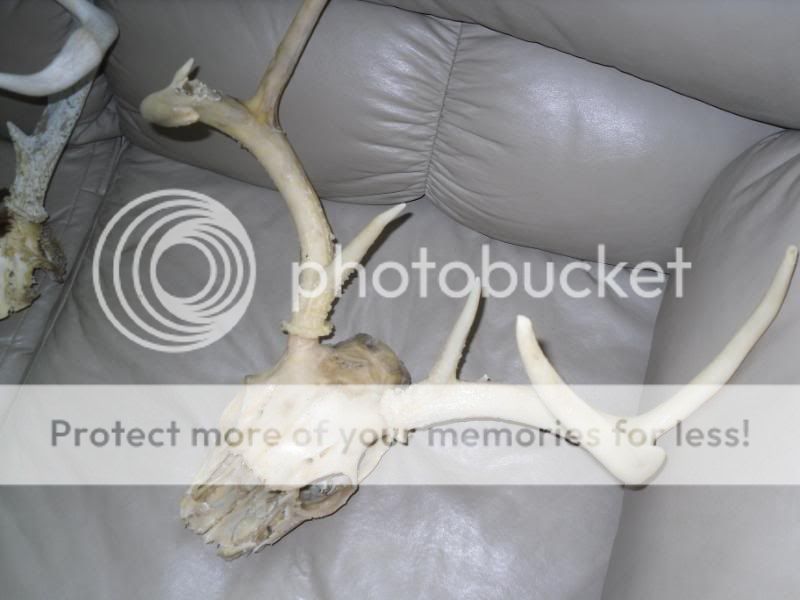 remount072.jpg