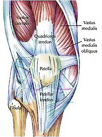 Knee