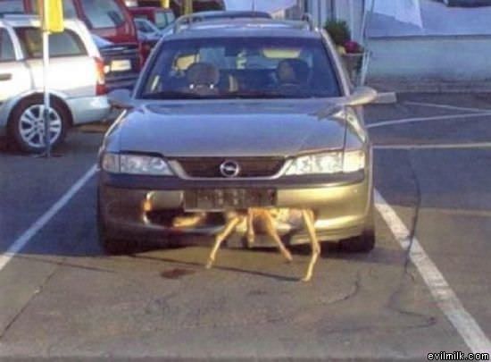 What_Deer426.jpg