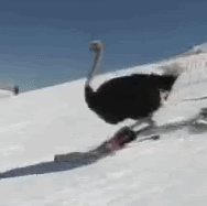 Ca3R9.gif
