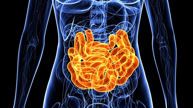 Gut