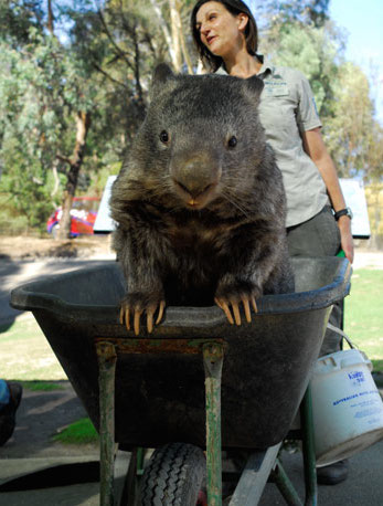 Patrick-in-Wheelbarrow1.jpg