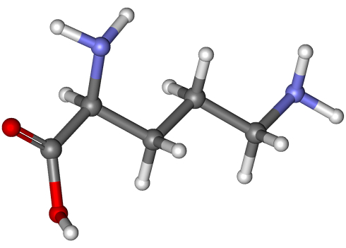 Handful of ornithine caps before strength training boosts growth hormone level