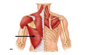 how to use your lats