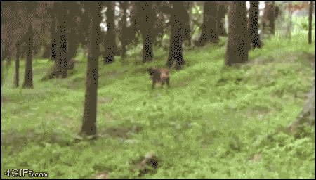 0c2r1.gif
