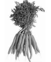 some-carrots-just-a-pic.jpg