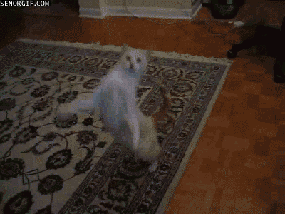 hBnIpra.gif